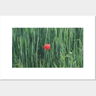 Red Flower on Green Grass Posters and Art